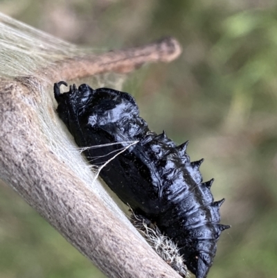 Delias harpalyce (Imperial Jezebel) at Jerrabomberra, NSW - 26 Jul 2022 by Steve_Bok