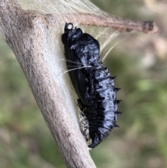 Delias harpalyce at Jerrabomberra, NSW - 26 Jul 2022