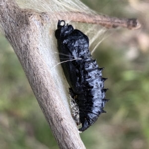 Delias harpalyce at Jerrabomberra, NSW - 26 Jul 2022