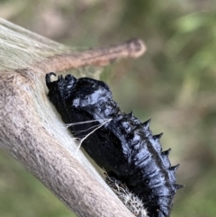 Delias harpalyce at Jerrabomberra, NSW - 26 Jul 2022