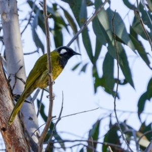 Nesoptilotis leucotis at Rugby, NSW - 24 Jul 2022