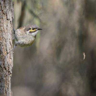 Caligavis chrysops (Yellow-faced Honeyeater) at Boorowa, NSW - 24 Jul 2022 by trevsci