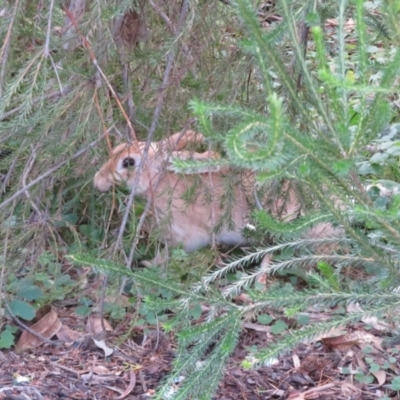 Oryctolagus cuniculus (European Rabbit) at Acton, ACT - 26 Jul 2022 by Christine