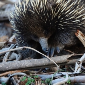 Tachyglossus aculeatus at Tennent, ACT - 26 Jul 2022 04:04 PM