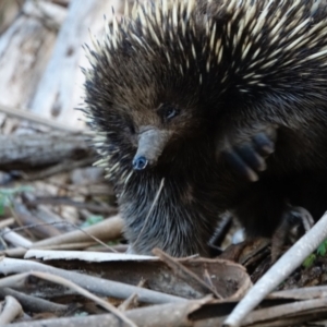 Tachyglossus aculeatus at Tennent, ACT - 26 Jul 2022 04:04 PM