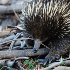 Tachyglossus aculeatus at Tennent, ACT - 26 Jul 2022 04:04 PM