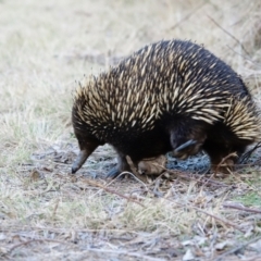 Tachyglossus aculeatus at Tennent, ACT - 26 Jul 2022 04:04 PM