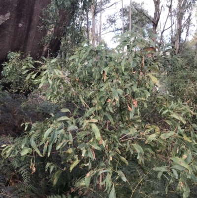 Acacia obliquinervia (Mountain Hickory) at Paddys River, ACT - 13 Jul 2022 by Tapirlord