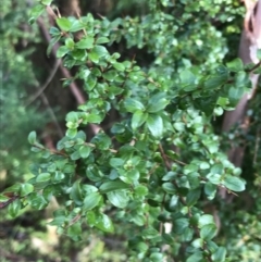 Coprosma quadrifida at Paddys River, ACT - 13 Jul 2022