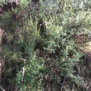 Coprosma quadrifida at Paddys River, ACT - 13 Jul 2022