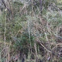 Monotoca scoparia (Broom Heath) at Paddys River, ACT - 13 Jul 2022 by Tapirlord