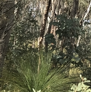 Xanthorrhoea glauca subsp. angustifolia at Paddys River, ACT - suppressed