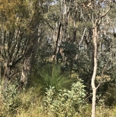 Xanthorrhoea glauca subsp. angustifolia at Paddys River, ACT - suppressed