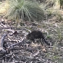 Potorous tridactylus (Long-nosed Potoroo) at Paddys River, ACT - 13 Jul 2022 by Tapirlord