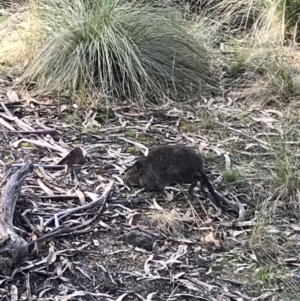 Potorous tridactylus at Paddys River, ACT - 13 Jul 2022 01:47 PM