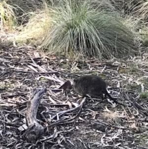 Potorous tridactylus at Paddys River, ACT - 13 Jul 2022 01:47 PM