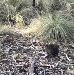 Potorous tridactylus at Paddys River, ACT - 13 Jul 2022