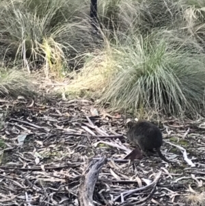 Potorous tridactylus at Paddys River, ACT - 13 Jul 2022 01:47 PM