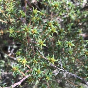 Pultenaea procumbens at Paddys River, ACT - 13 Jul 2022