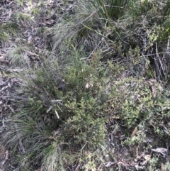 Pultenaea procumbens at Paddys River, ACT - 13 Jul 2022 01:24 PM