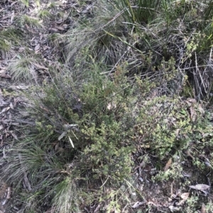 Pultenaea procumbens at Paddys River, ACT - 13 Jul 2022