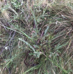 Grevillea lanigera at Paddys River, ACT - 13 Jul 2022 10:49 AM