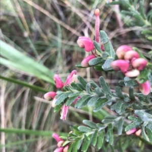 Grevillea lanigera at Paddys River, ACT - 13 Jul 2022 10:49 AM