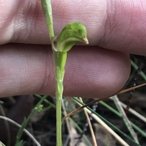 Bunochilus montanus (ACT) = Pterostylis jonesii (NSW) at Paddys River, ACT - suppressed