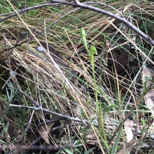 Bunochilus montanus (ACT) = Pterostylis jonesii (NSW) at Paddys River, ACT - suppressed