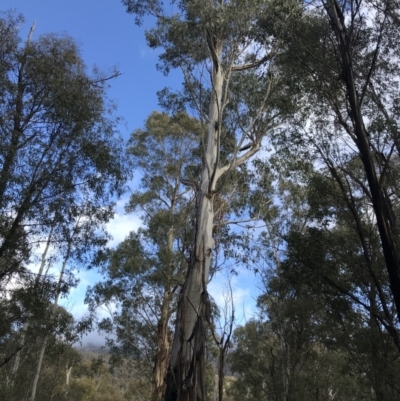 Eucalyptus viminalis (Ribbon Gum) at Paddys River, ACT - 13 Jul 2022 by Tapirlord