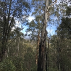 Eucalyptus viminalis at Tidbinbilla Nature Reserve - 13 Jul 2022 10:01 AM