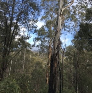 Eucalyptus viminalis at Tidbinbilla Nature Reserve - 13 Jul 2022 10:01 AM