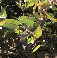 Eucalyptus dives (Broad-leaved Peppermint) at Tennent, ACT - 14 Jul 2022 by Tapirlord