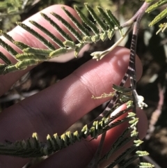 Acacia dealbata subsp. subalpina (Monaro Silver-wattle) at Tennent, ACT - 14 Jul 2022 by Tapirlord