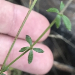 Galium sp. at Tennent, ACT - 14 Jul 2022 by Tapirlord