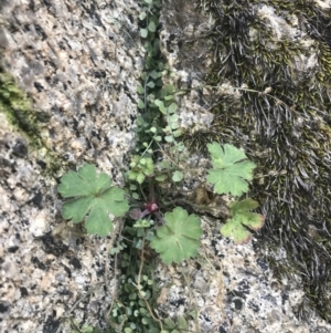 Geranium sp. at Tennent, ACT - 14 Jul 2022 10:41 AM