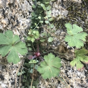 Geranium sp. at Tennent, ACT - 14 Jul 2022