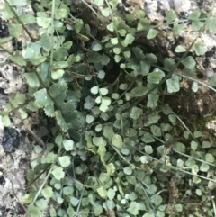 Asplenium flabellifolium (Necklace Fern) at Tennent, ACT - 14 Jul 2022 by Tapirlord