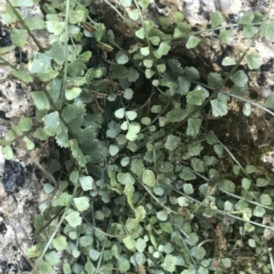 Asplenium flabellifolium (Necklace Fern) at Tennent, ACT - 14 Jul 2022 by Tapirlord