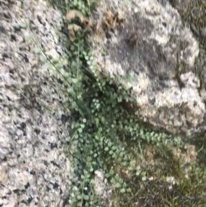 Asplenium flabellifolium at Tennent, ACT - 14 Jul 2022