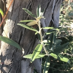 Olearia megalophylla (Large-leaf Daisy-bush) at Tennent, ACT - 14 Jul 2022 by Tapirlord