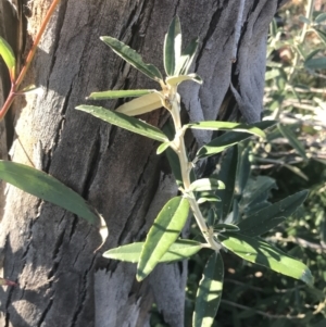 Olearia megalophylla at Tennent, ACT - 14 Jul 2022