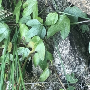 Passiflora cinnabarina at Tharwa, ACT - 14 Jul 2022 10:47 AM