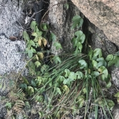 Passiflora cinnabarina at Tharwa, ACT - 14 Jul 2022 10:47 AM