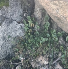 Passiflora cinnabarina at Tharwa, ACT - 14 Jul 2022 10:47 AM