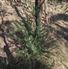 Cassinia aculeata subsp. aculeata (Dolly Bush, Common Cassinia, Dogwood) at Ainslie, ACT - 24 Jul 2022 by WalterEgo