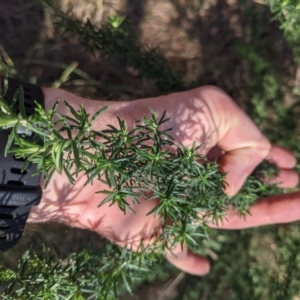 Cassinia aculeata subsp. aculeata at Ainslie, ACT - 24 Jul 2022