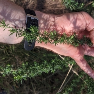 Cassinia aculeata subsp. aculeata at Ainslie, ACT - 24 Jul 2022