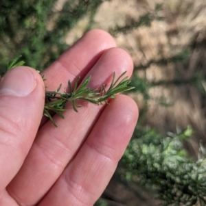 Cassinia aculeata subsp. aculeata at Ainslie, ACT - 24 Jul 2022