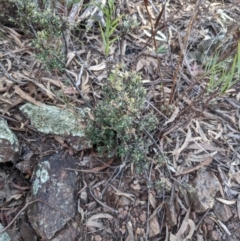 Brachyloma daphnoides (Daphne Heath) at Campbell, ACT - 24 Jul 2022 by WalterEgo